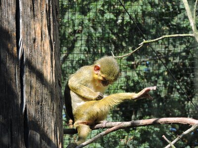 Monkey zoo the prague zoo photo