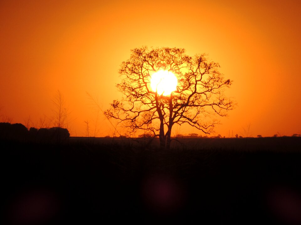 Tree powder sunset