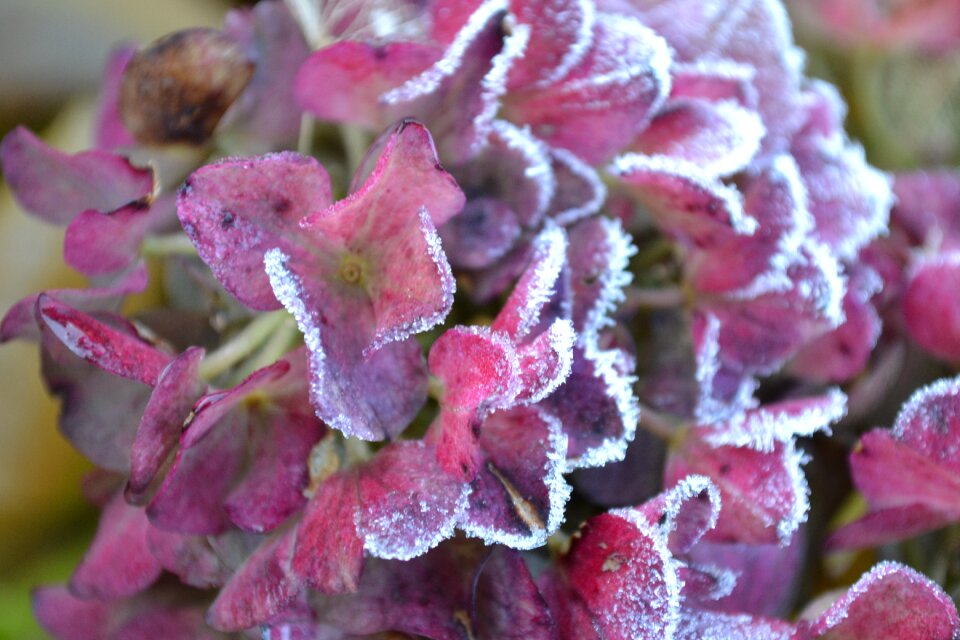 Winter frost hydrangea