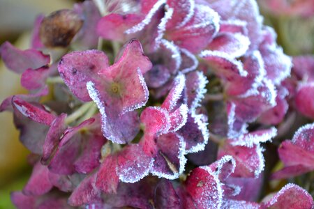 Winter frost hydrangea