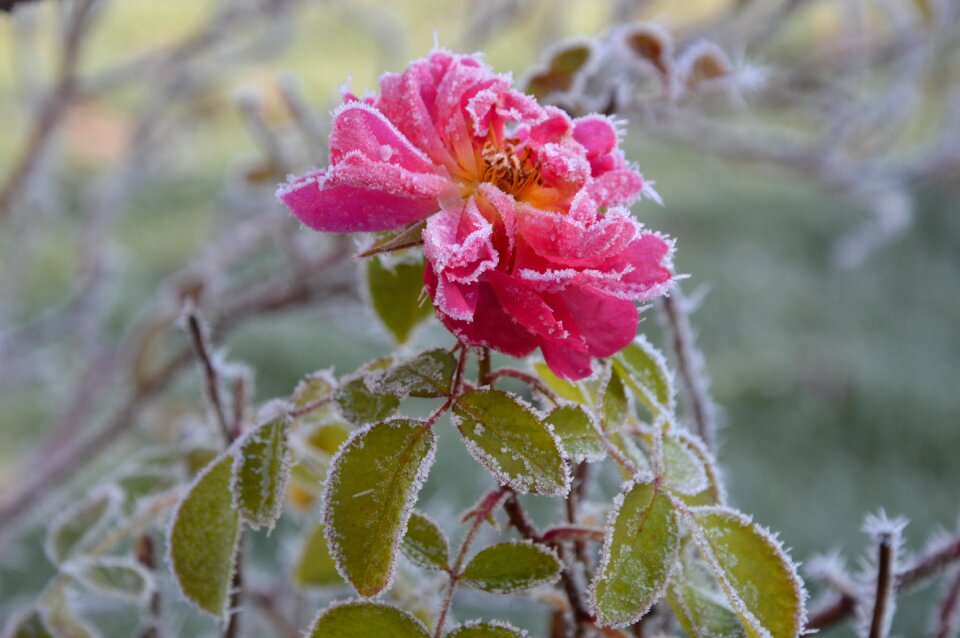 Ice frozen winter