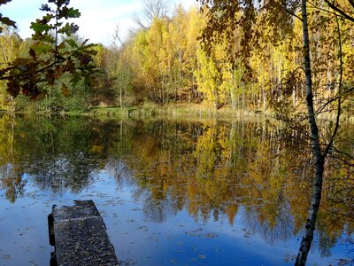 Pond mirroring idyll