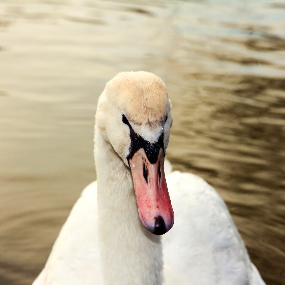 Water beak pond