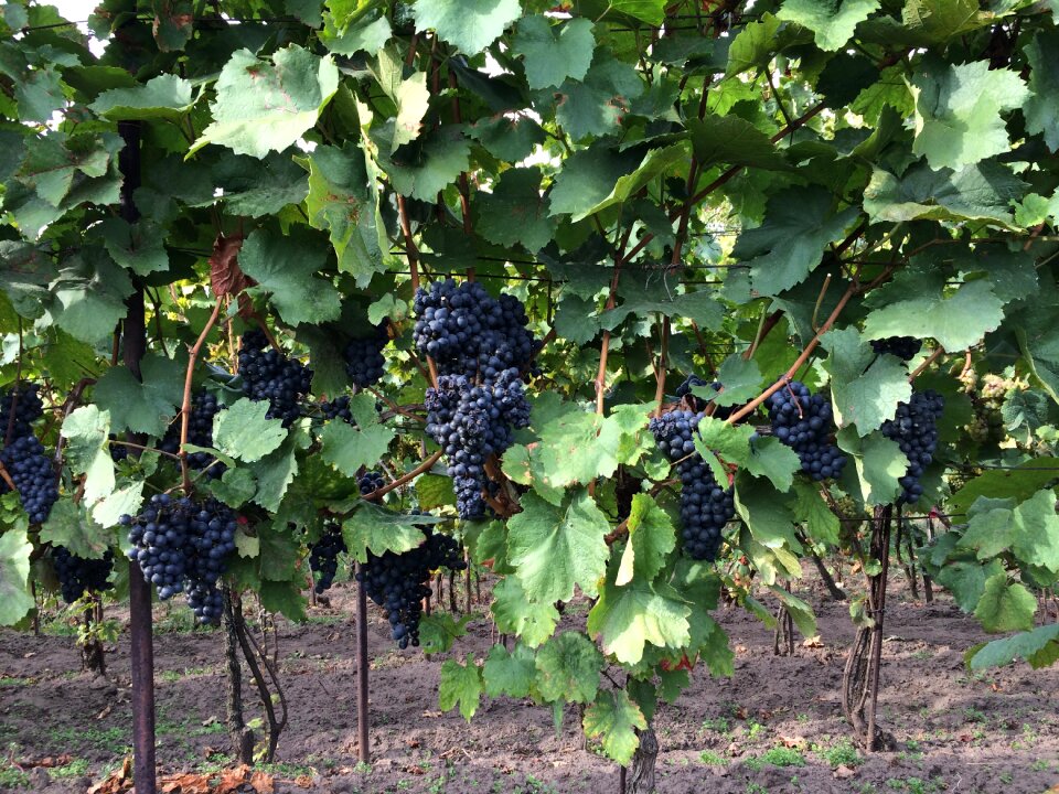 Vineyard cluster vintage
