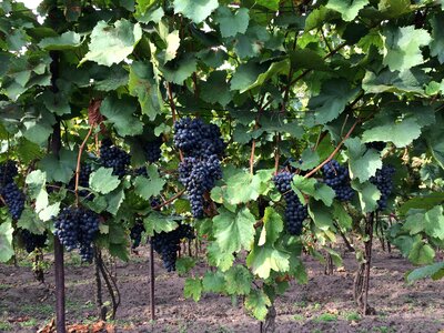 Vineyard cluster vintage