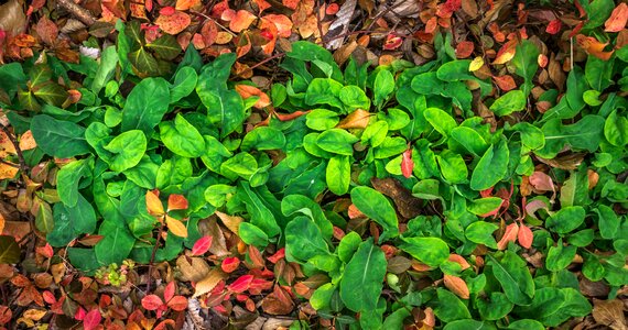 The leaves leaf autumn leaves photo