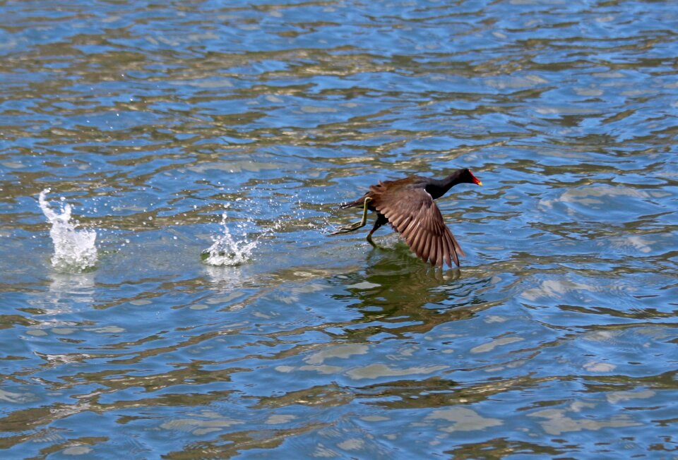 Bird tropical birds Free photos