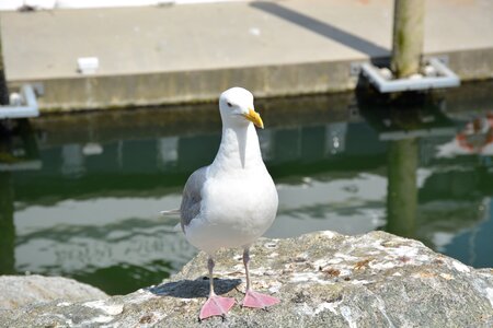 Nature animal gull photo