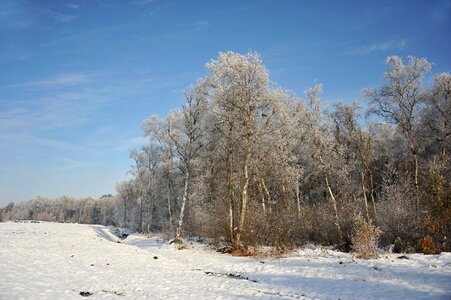 Snow hoarfrost trees
