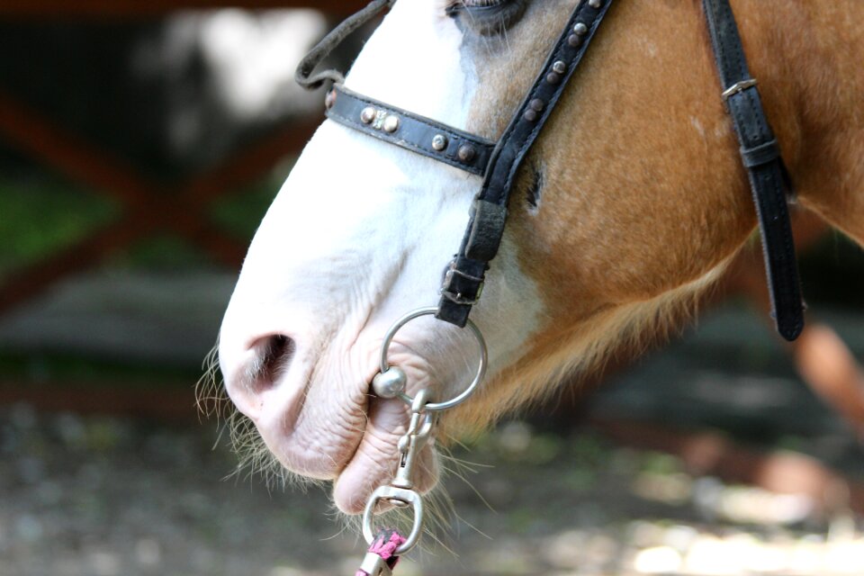 Bridle harness the nostrils