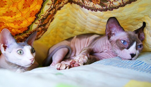 Sphynx paws cats