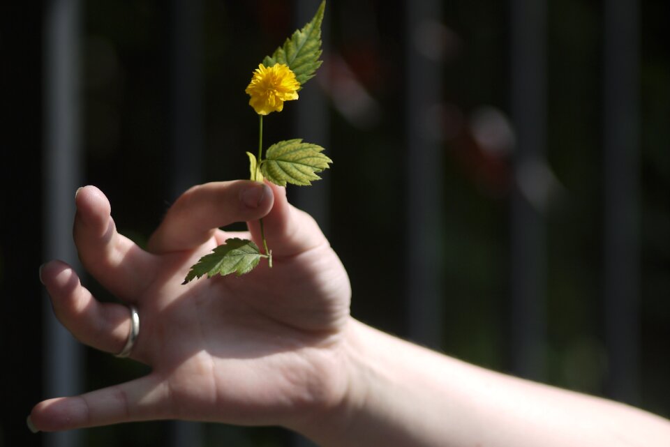 Offer dandelion hippie