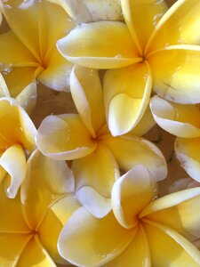 White bali flowers