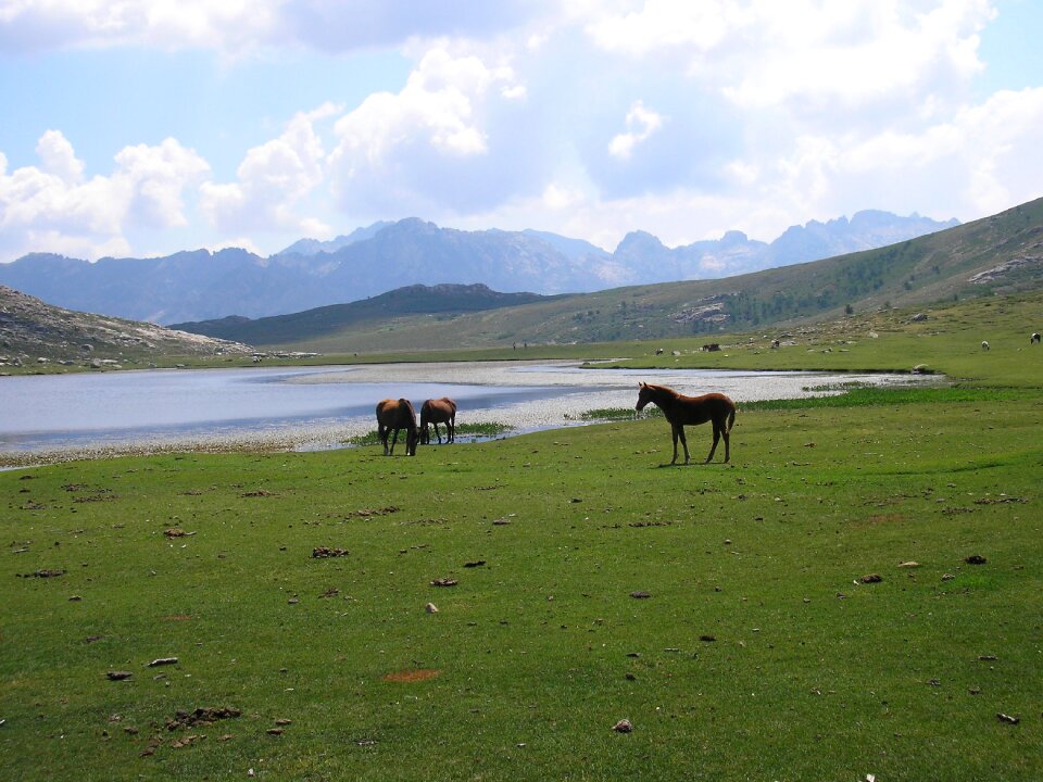 Lake nino hiking horses photo