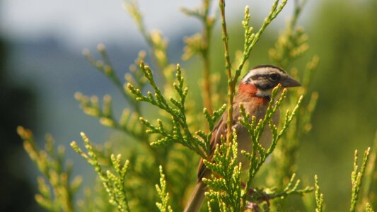 Bird zonotrichia capensis buddhist temple khadro ling