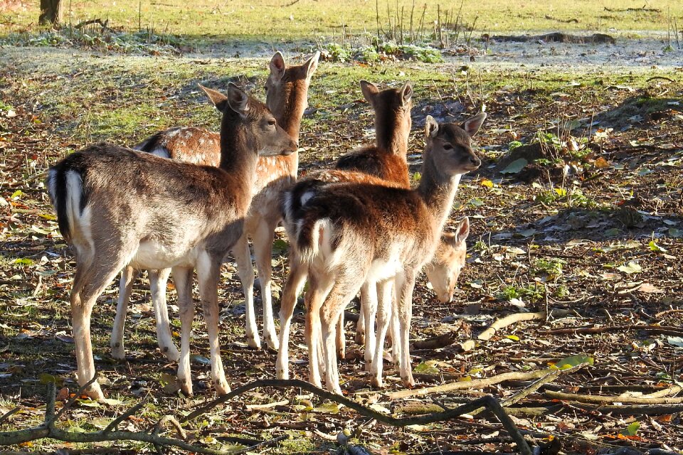 Fallow deer landscape grass