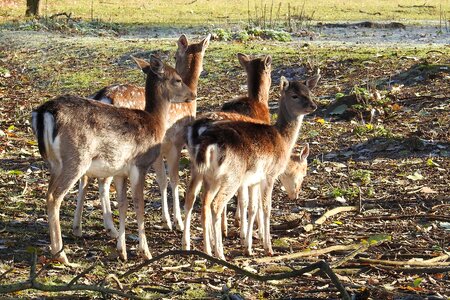 Fallow deer landscape grass