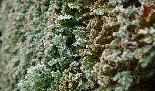 Nature hoarfrost crystals