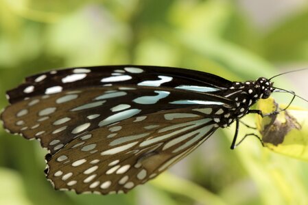 Macro blue pattern photo