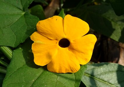 Black-eyed susan vine herbaceous photo