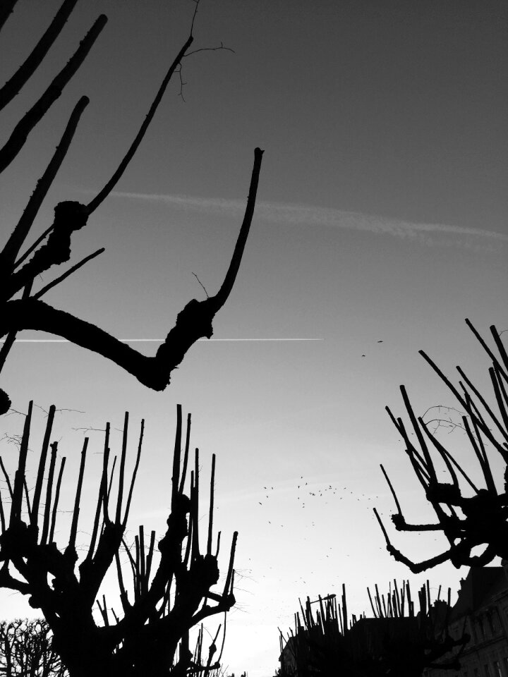 Mood black and white dead tree