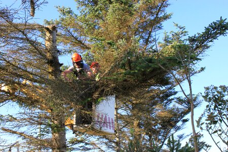 Chainsaw tree felling pine tree