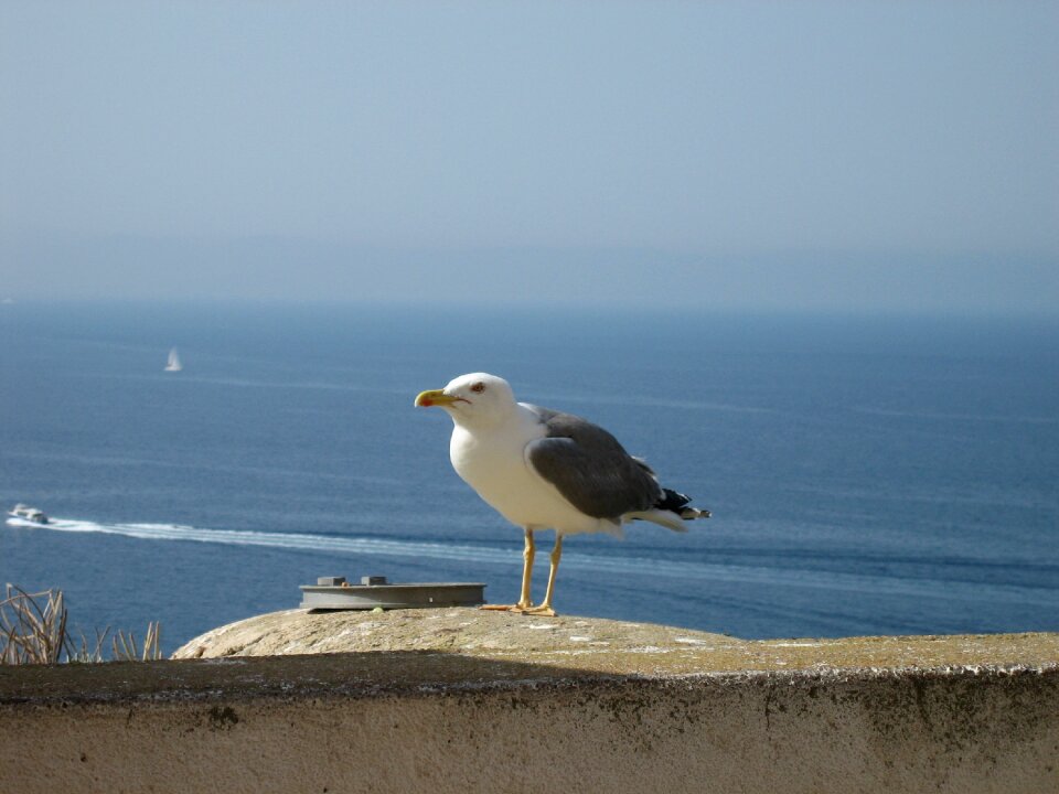 Bonifacio bird sea