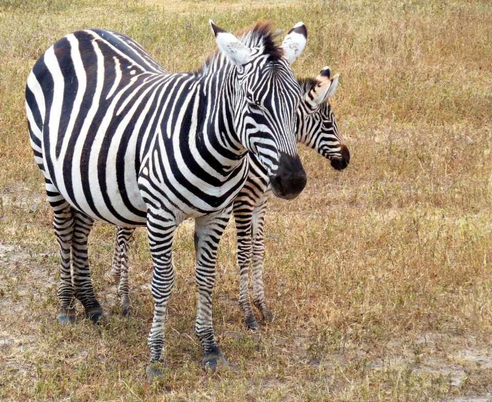 Tanzania zebra stripes black white