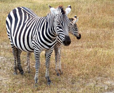 Tanzania zebra stripes black white photo