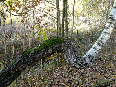 Birch moss trees