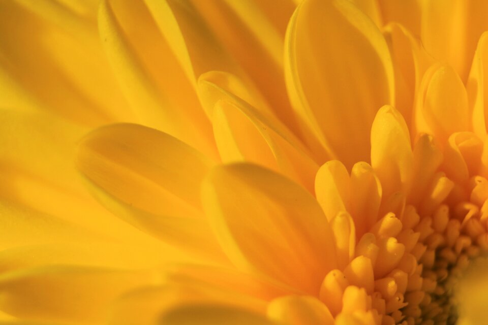 Macro petal flora