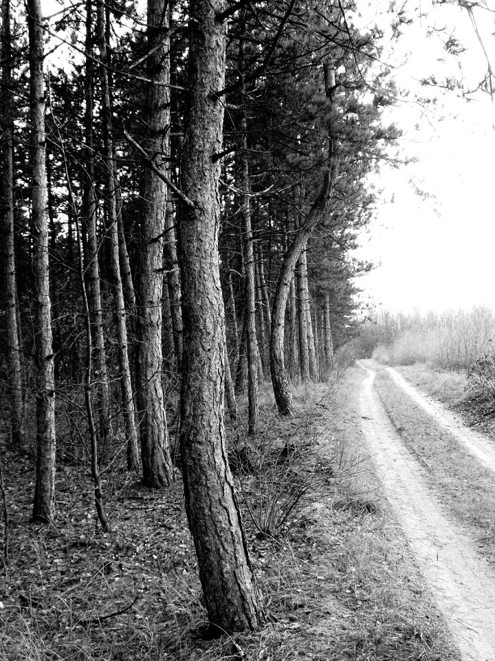 Forest pines road
