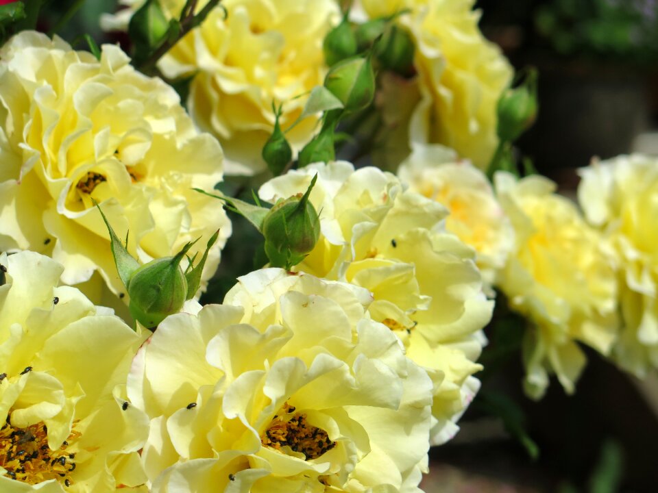 Roses yellow summer