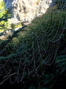 Web dew mountains