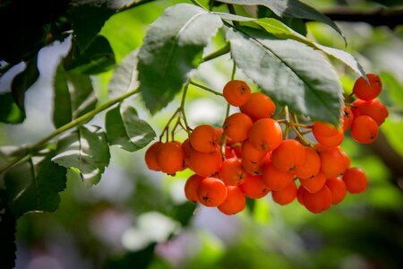 Rowan branch berry