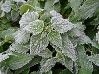 Garden weed