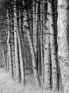 Barks pines black and white photo