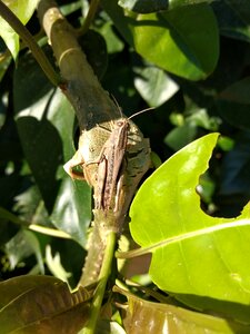 Nature insect leaf photo