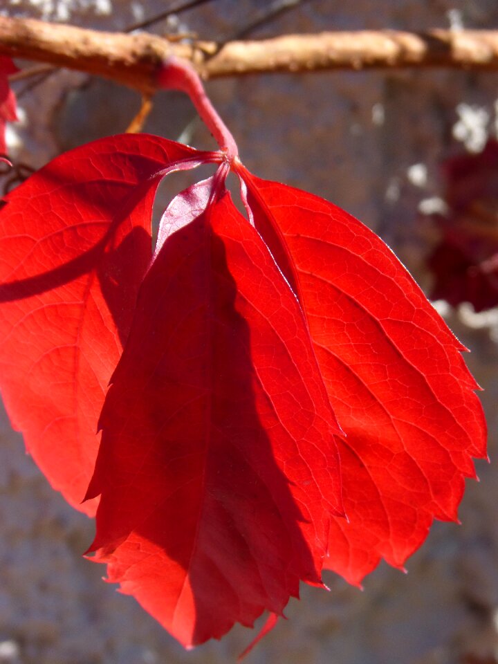Autumn fall leaves rosewood
