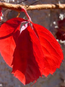 Autumn fall leaves rosewood