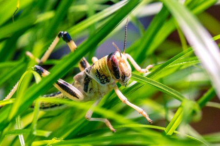 Migratory locust subadult insect photo