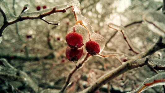 Ice branch icing photo