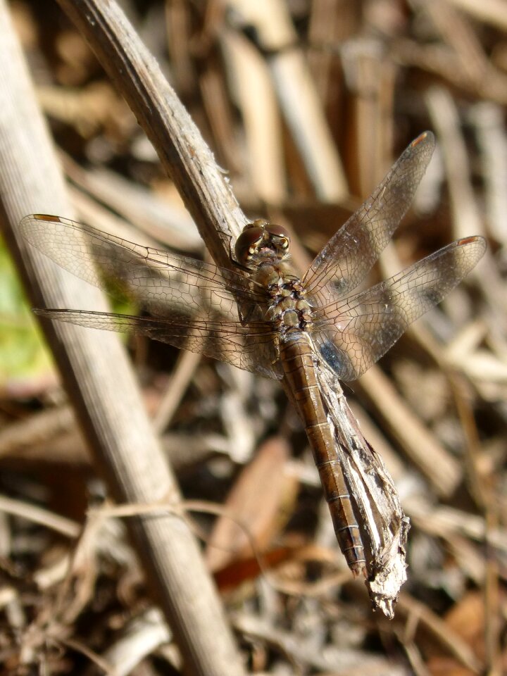 Sympetrum striolatum dragonfly winged insect