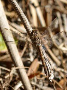 Sympetrum striolatum dragonfly winged insect photo