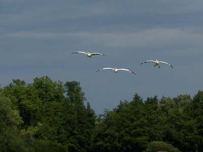 Pelican flight bird