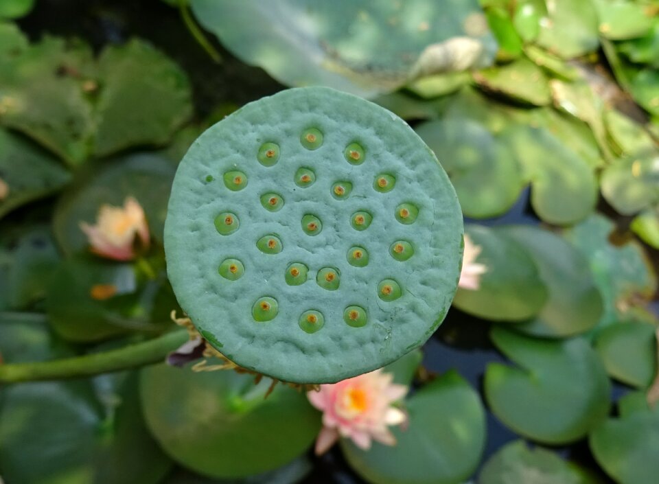 Indian lotus sacred lotus bean of india