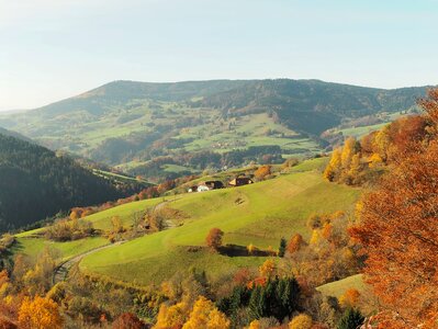 Mountains trees forest