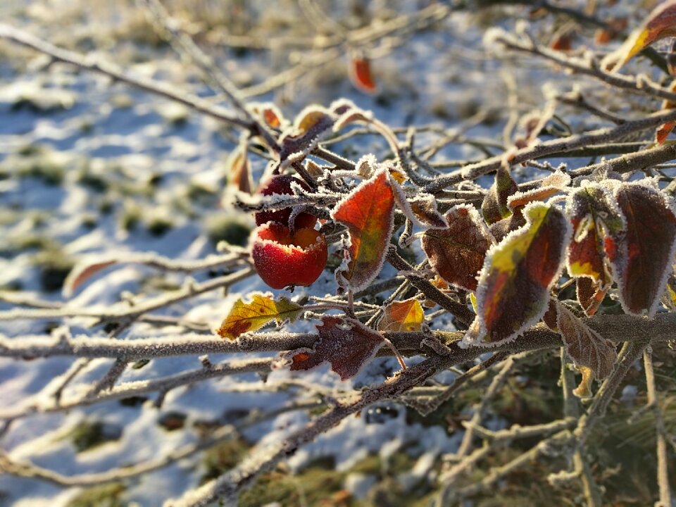 Sun and ice frost winter