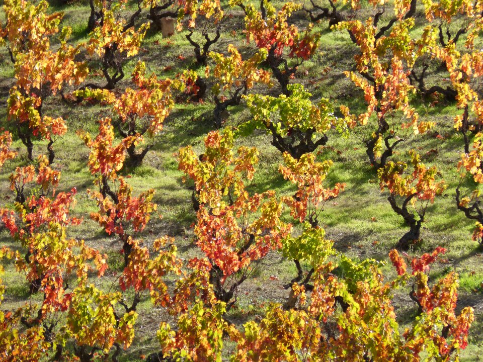 Autumn red leaves priorat photo