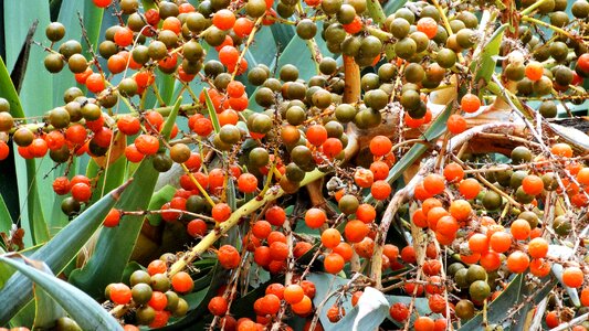 Red nature plants red fruits